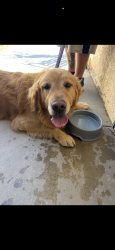 Found/Stray Unknown Dog last seen Av college Lancaster , Lancaster, CA 93536