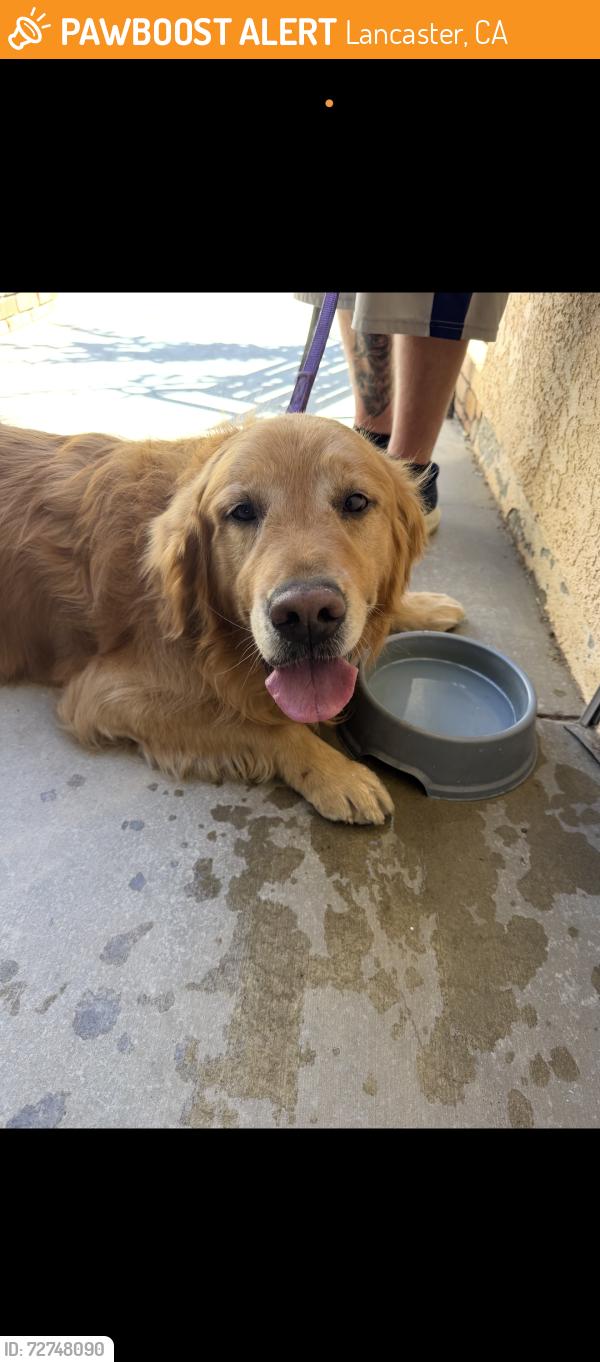 Found/Stray Unknown Dog last seen Av college Lancaster , Lancaster, CA 93536