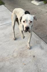 Lost Male Dog last seen 48th Street and Hooper Ave. 90011, Los Angeles, CA 90011