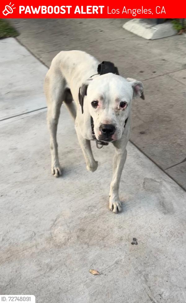 Lost Male Dog last seen 48th Street and Hooper Ave. 90011, Los Angeles, CA 90011