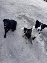 Found/Stray Unknown Dog last seen TA gas station, Houston, TX 77019