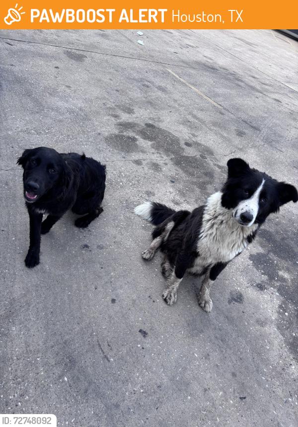 Found/Stray Unknown Dog last seen TA gas station, Houston, TX 77019