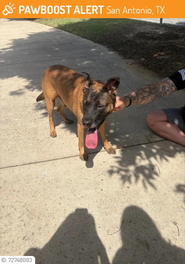Found/Stray Male Dog last seen Evelyn Scarborough Elementary School, San Antonio, TX 78254