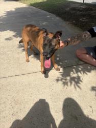 Found/Stray Male Dog last seen Evelyn Scarborough Elementary School, San Antonio, TX 78254