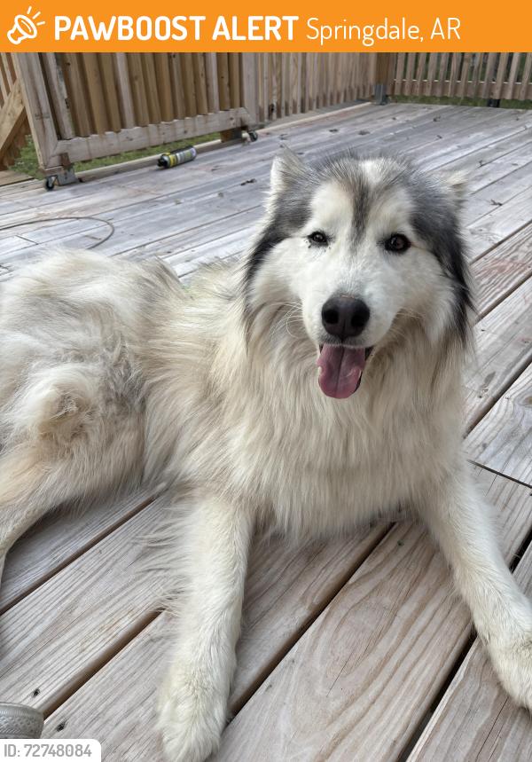 Found/Stray Female Dog last seen Highway 412, E. Hewitt Springs Road, Springdale, AR 72764