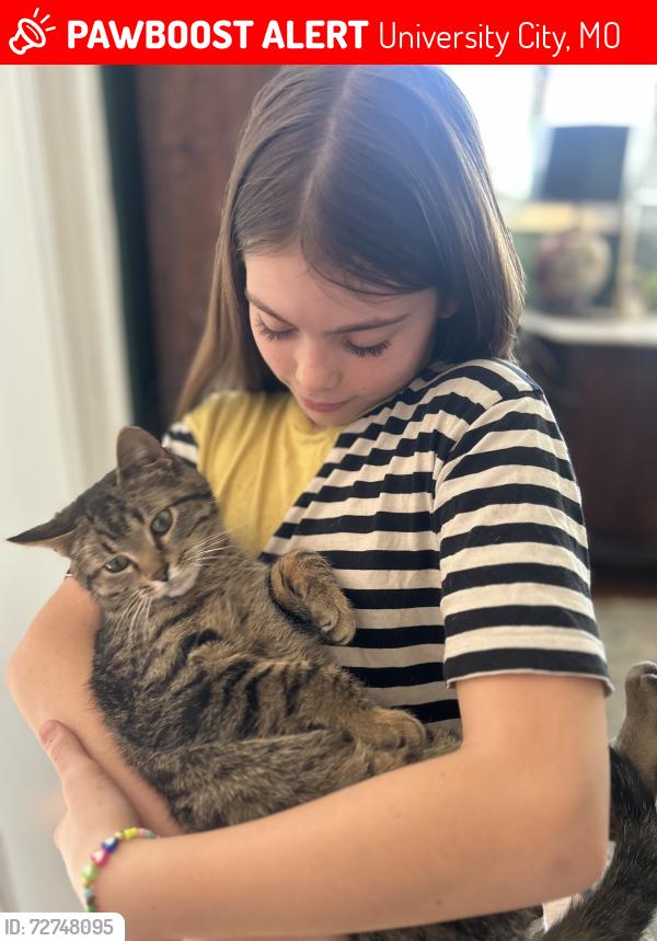Lost Male Cat last seen Hanley and Delmar, University City, MO 63130