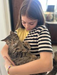 Lost Male Cat last seen Hanley and Delmar, University City, MO 63130