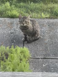 Found/Stray Unknown Cat last seen Morris Baker Funeral  , Johnson City, TN 37601