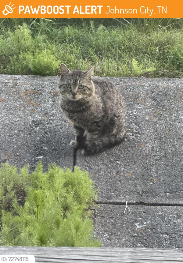 Found/Stray Unknown Cat last seen Morris Baker Funeral  , Johnson City, TN 37601