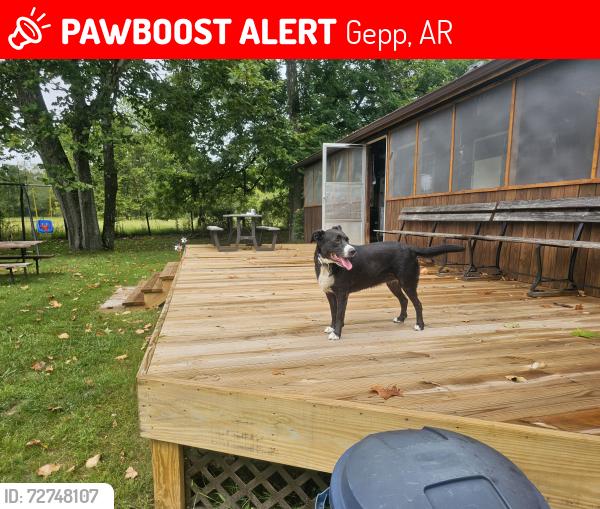 Lost Female Dog last seen Rte 62 right on Fulton/Baxter County Line, Gepp, AR 72538