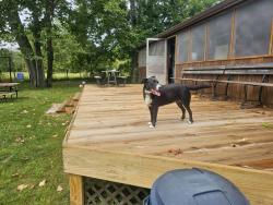 Lost Female Dog last seen Rte 62 right on Fulton/Baxter County Line, Gepp, AR 72538
