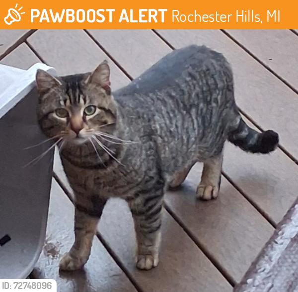 Found/Stray Unknown Cat last seen Hawthorn Hills Sub. Salem & Edinborough (Rochester Hills, MI), Rochester Hills, MI 48306