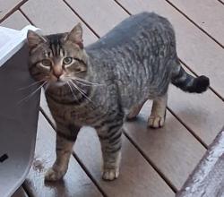 Found/Stray Unknown Cat last seen Hawthorn Hills Sub. Salem & Edinborough (Rochester Hills, MI), Rochester Hills, MI 48306