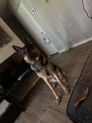 Lost Male Dog last seen Chicago, schafer, Detroit, MI 48227