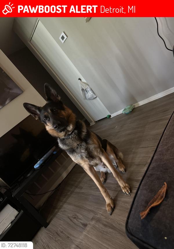 Lost Male Dog last seen Chicago, schafer, Detroit, MI 48227