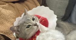 Lost Female Cat last seen Ashford Chase drive , Houston, TX 77082