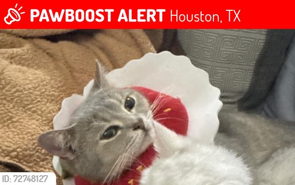 Lost Female Cat last seen Ashford Chase drive , Houston, TX 77082