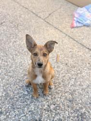 Found/Stray Female Dog last seen Monterey rd , San Jose, CA 95138