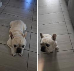 Found/Stray Male Dog last seen Nearest Eastlake, El Paso, TX 79928