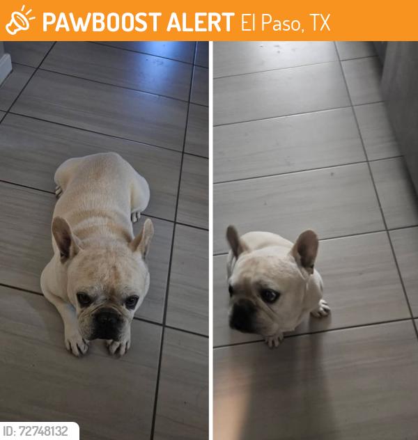 Found/Stray Male Dog last seen Nearest Eastlake, El Paso, TX 79928