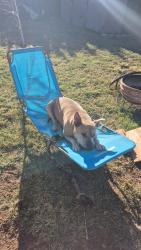 Lost Male Dog last seen Rushing and trans mountain, El Paso, TX 79924
