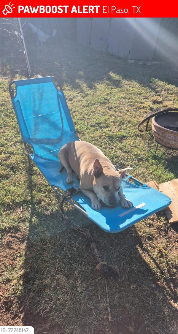 Lost Male Dog last seen Rushing and trans mountain, El Paso, TX 79924
