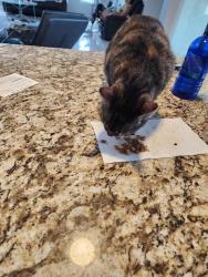 Lost Male Cat last seen Treasure island sandpiper, Port St. Lucie, FL 34952