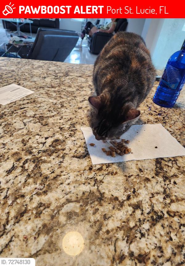 Lost Male Cat last seen Treasure island sandpiper, Port St. Lucie, FL 34952