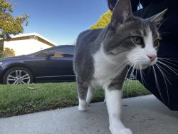 Found/Stray Male Cat last seen N Moraga st, Anaheim, CA 92801