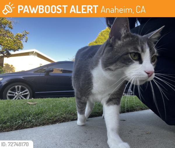 Found/Stray Male Cat last seen N Moraga st, Anaheim, CA 92801