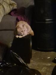 Lost Male Cat last seen Main north rd Elizabeth North , Elizabeth North, SA 5113