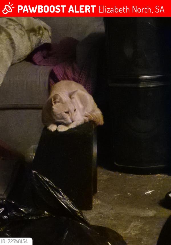 Lost Male Cat last seen Main north rd Elizabeth North , Elizabeth North, SA 5113