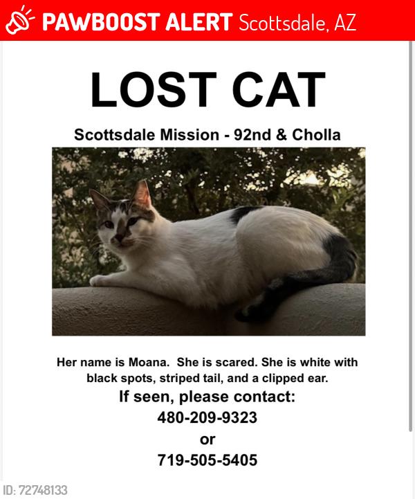 Lost Female Cat last seen Scottsdale Mission cndmniums/north 92nd street/Cholla/Gary, Scottsdale, AZ 85260