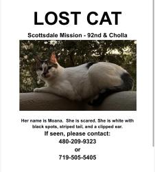 Lost Female Cat last seen Scottsdale Mission cndmniums/north 92nd street/Cholla/Gary, Scottsdale, AZ 85260