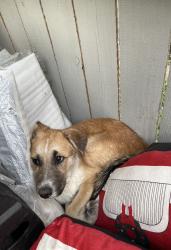 Found/Stray Female Dog last seen Sharptown Mall, Houston, TX 77036