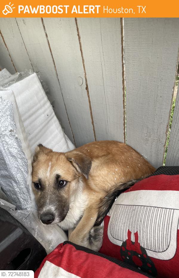 Found/Stray Female Dog last seen Sharptown Mall, Houston, TX 77036