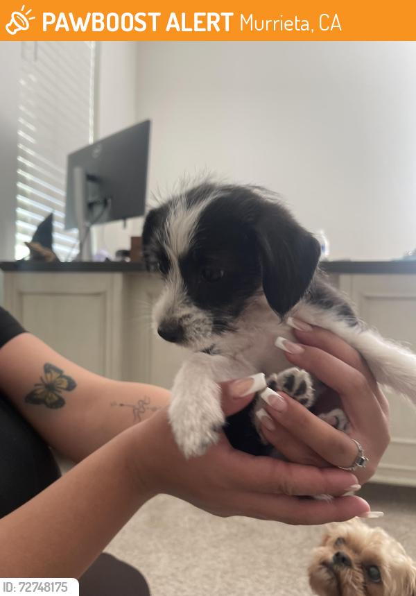 Found/Stray Male Dog last seen California oak road, Murrieta, CA 92562