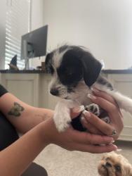 Found/Stray Male Dog last seen California oak road, Murrieta, CA 92562