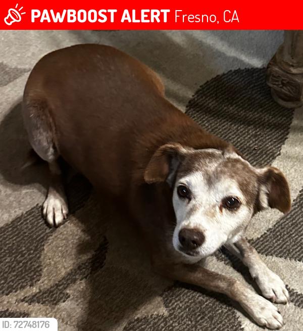 Lost Male Dog last seen Clinton and Blythe , Fresno, CA 93722
