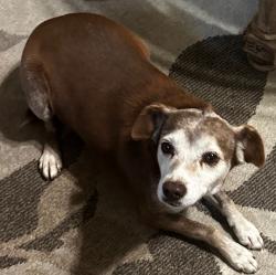 Lost Male Dog last seen Clinton and Blythe , Fresno, CA 93722