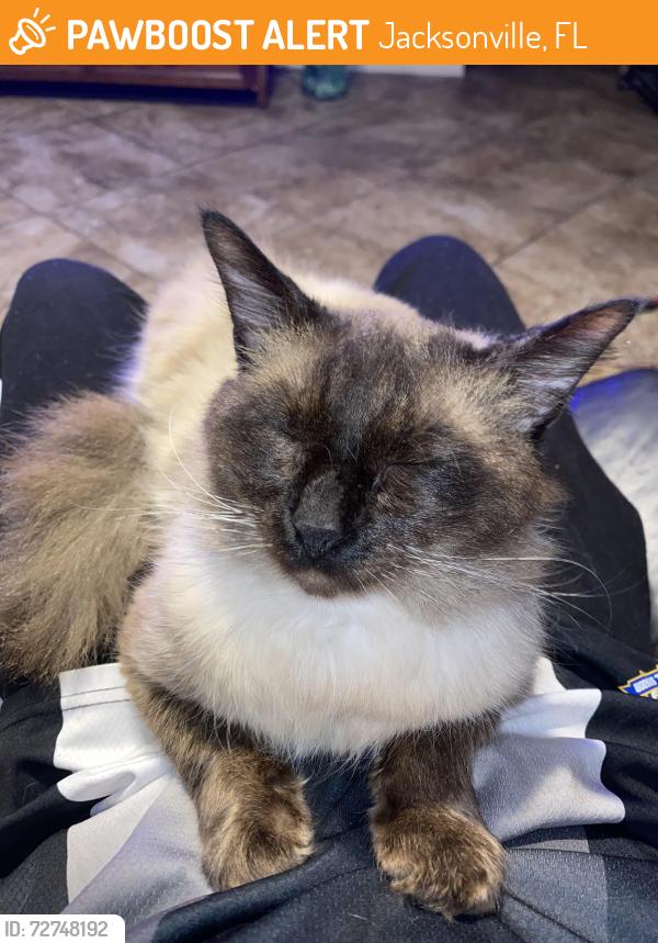 Found/Stray Male Cat last seen Normandy blvd by Green Acres Gun Shop, Jacksonville, FL 32244