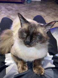 Found/Stray Male Cat last seen Normandy blvd by Green Acres Gun Shop, Jacksonville, FL 32244