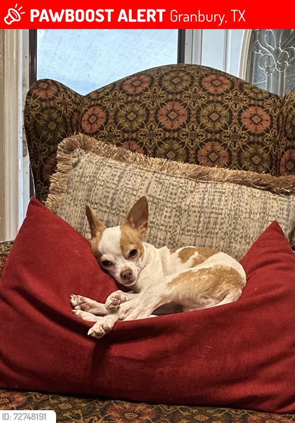 Lost Male Dog last seen Near N keith street , Granbury, TX 76048