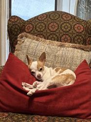 Lost Male Dog last seen Near N keith street , Granbury, TX 76048