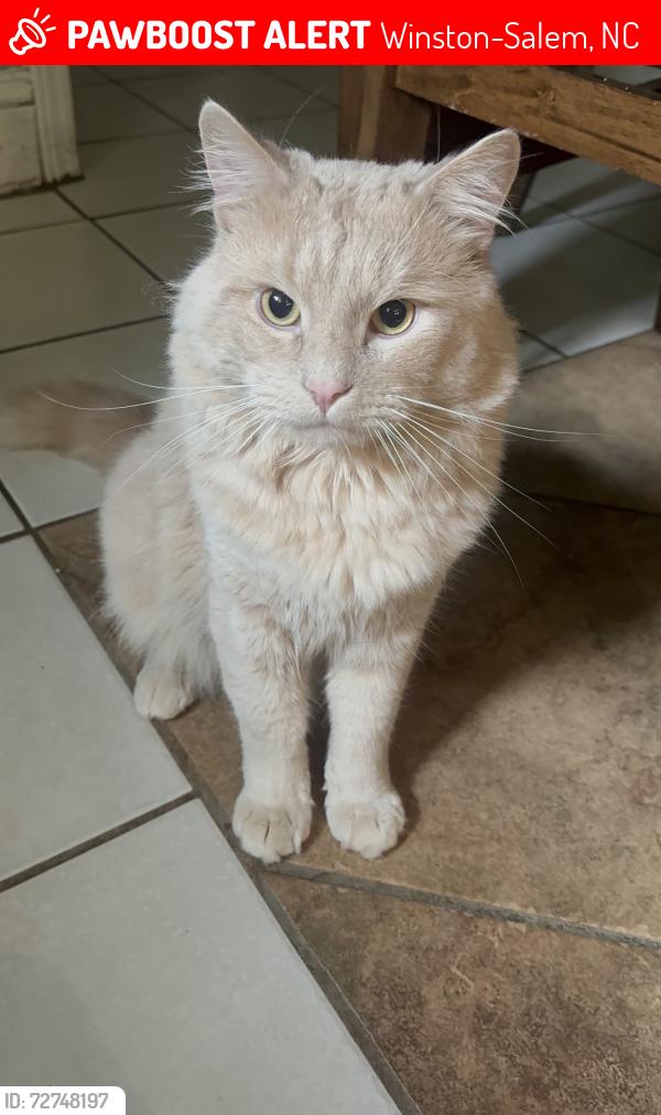 Lost Male Cat last seen By the Pleasant View Church , Winston-Salem, NC 27105