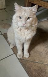 Lost Male Cat last seen By the Pleasant View Church , Winston-Salem, NC 27105