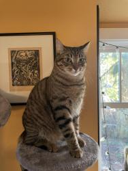 Lost Male Cat last seen 110th and Greenwood Ave, Seattle, WA 98133