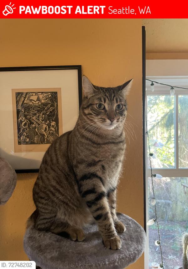Lost Male Cat last seen 110th and Greenwood Ave, Seattle, WA 98133