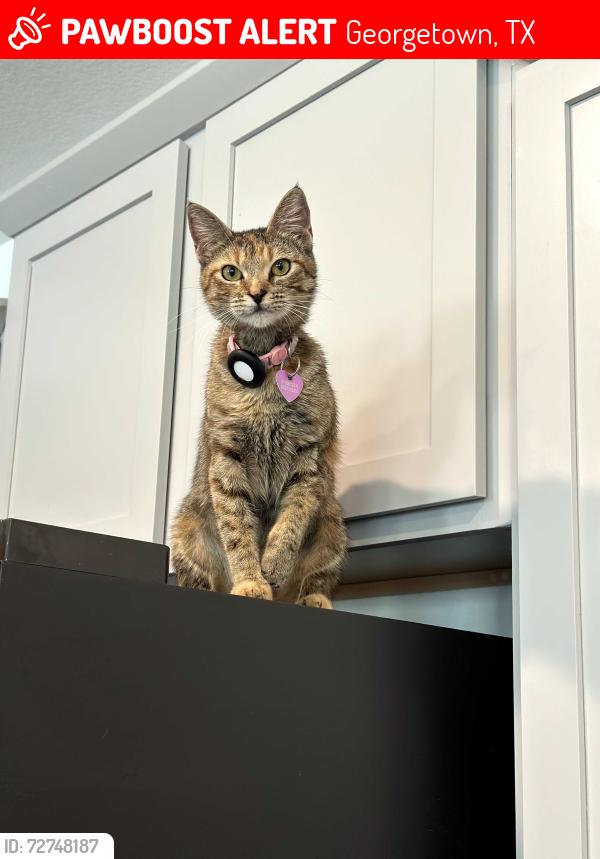Lost Female Cat last seen Wolf Ranch West Bend, Georgetown, TX 78628