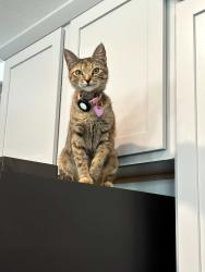 Lost Female Cat last seen Wolf Ranch West Bend, Georgetown, TX 78628